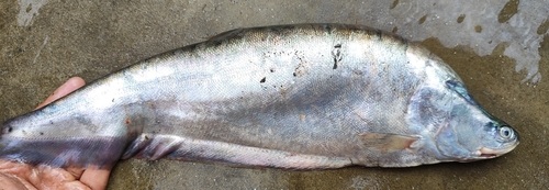 Indische mesvis (Chitala chitala) — Notopteridae — 3