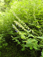 Salvia xalapensis