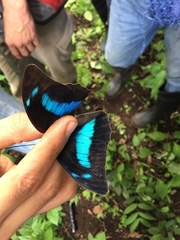 Archaeoprepona demophoon gulina