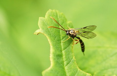 Brachycyrtus ornatus