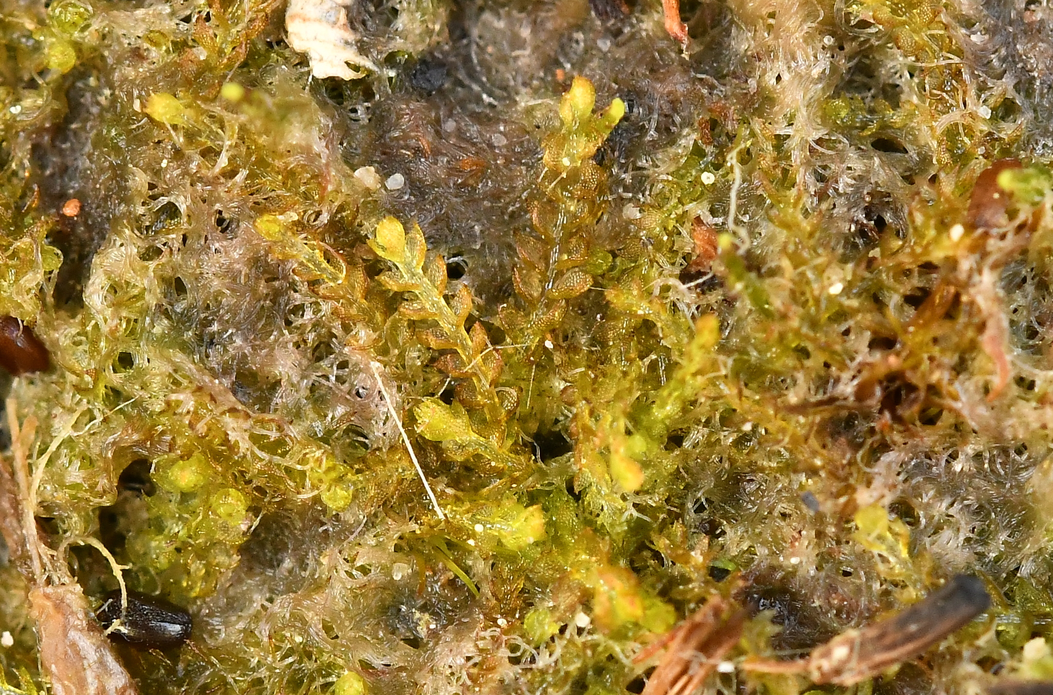 Odontoschisma francisci