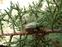 Chrysina adelaida
