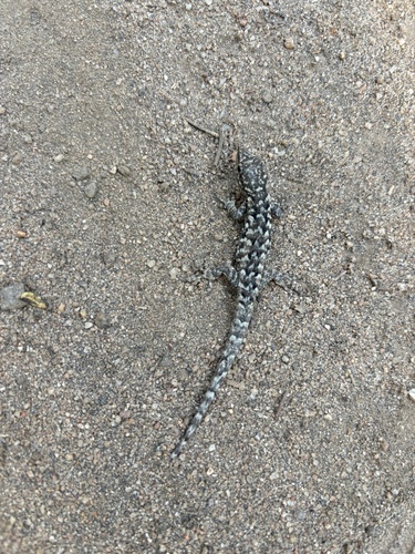 Lygodactylus angularis angularis