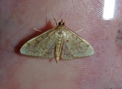 Anania extricalis