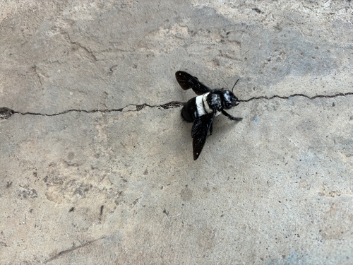 Big-headed Large Carpenter Bee