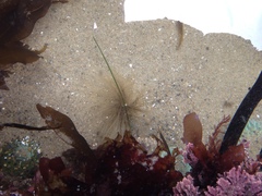 Eudistylia polymorpha