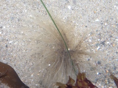 Eudistylia polymorpha