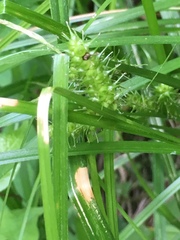 Carex baileyi