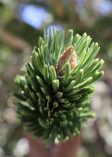 Great Basin bristlecone pine