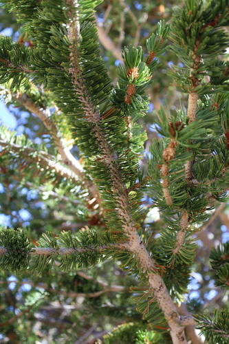 Great Basin bristlecone pine