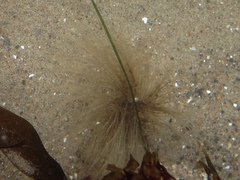 Eudistylia polymorpha