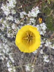 Calochortus weedii weedii