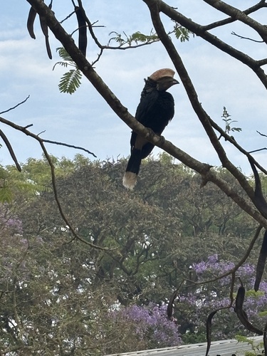 Silvery-cheeked Hornbill