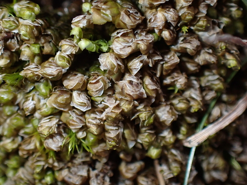 Image of Scapania aspera by (c) Zeke Marshall, some rights reserved (CC BY)