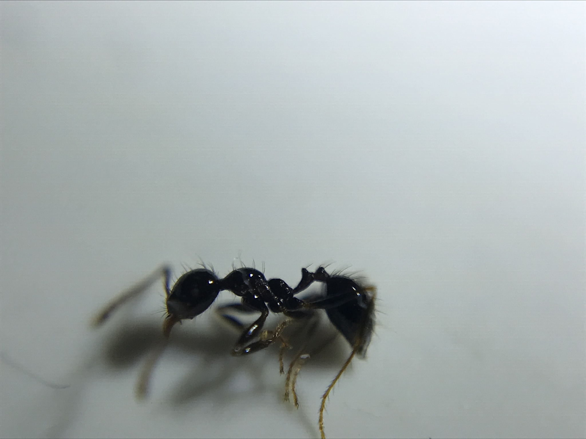 Pheidole gertrudae