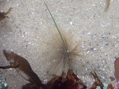 Eudistylia polymorpha