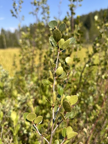 Image of Betula glandulosa by (c) Matt Berger, some rights reserved (CC BY)