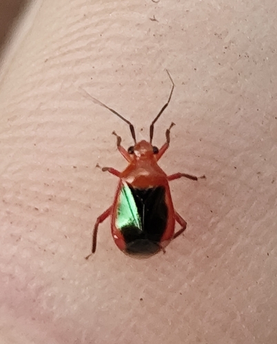 Tenthecoris orchidearum