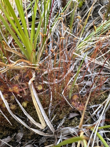 Image of Meesia uliginosa by (c) Matt Berger, some rights reserved (CC BY)