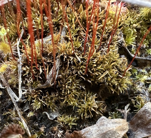 Image of Meesia uliginosa by (c) Matt Berger, some rights reserved (CC BY)