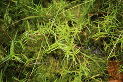 Dulichium arundinaceum