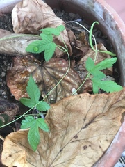 Humulus