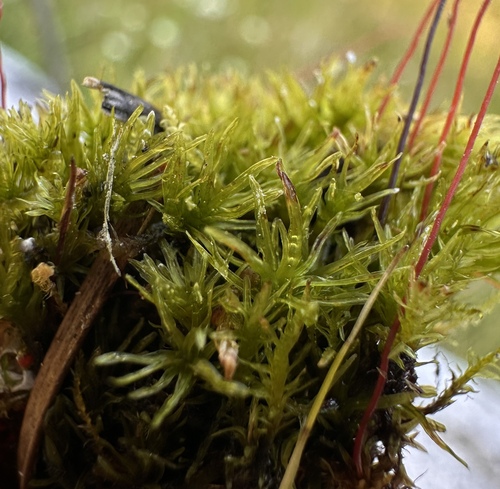 Image of Meesia uliginosa by (c) Matt Berger, some rights reserved (CC BY)