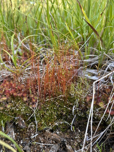 Image of Meesia uliginosa by (c) Matt Berger, some rights reserved (CC BY)