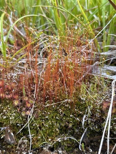 Image of Meesia uliginosa by (c) Matt Berger, some rights reserved (CC BY)