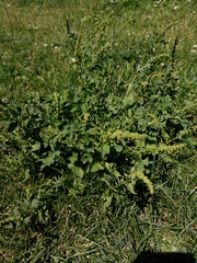 Blitum bonus-henricus