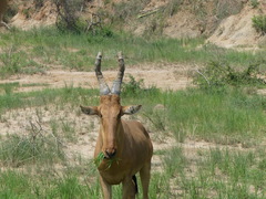 Alcelaphus buselaphus lelwel