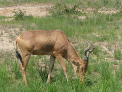 Alcelaphus buselaphus lelwel