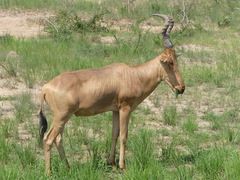 Alcelaphus buselaphus lelwel