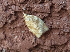 Adoxophyes negundana