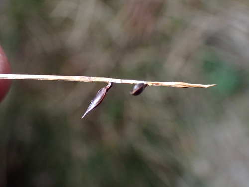 Image of Carex pulicaris by (c) Zeke Marshall, some rights reserved (CC BY)