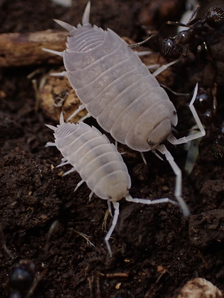Porcellionides myrmecophilus