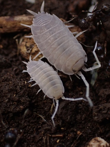 Porcellionides myrmecophilus