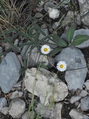 Erigeron basilobatus