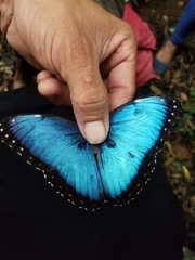Morpho helenor narcissus