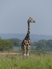 Giraffa camelopardalis rothschildi