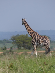 Giraffa camelopardalis rothschildi