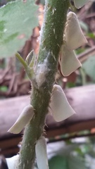 Monoflata pallescens
