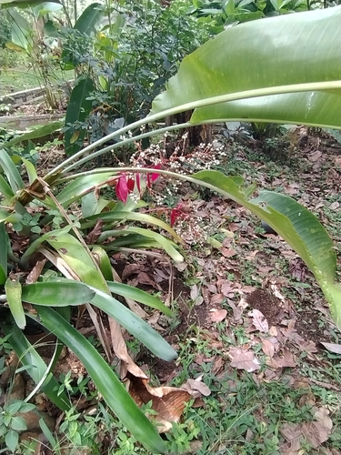 Aechmea servitensis