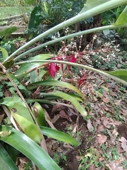 (c) Martha Lucia Ortiz-Moreno, some rights reserved (CC BY) Aechmea servitensis, photograph (c) Martha Lucia Ortiz-Moreno, some rights reserved (CC BY)