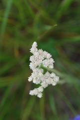 Antennaria rosea