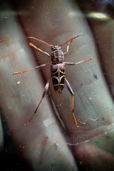 Neoclytus scutellaris