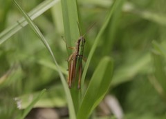 Dichromorpha elegans