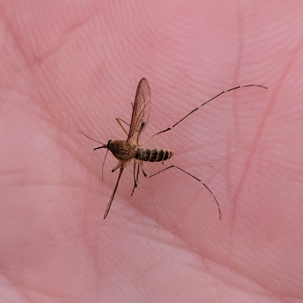 brown saltmarsh mosquito
