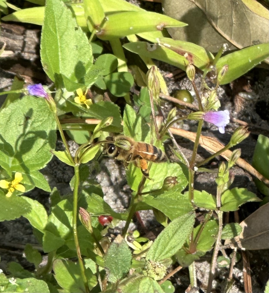Western Honey Bee from Old Cypress Creek Rd, Land O Lakes, FL, US on ...