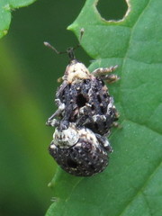 Cionus scrophulariae